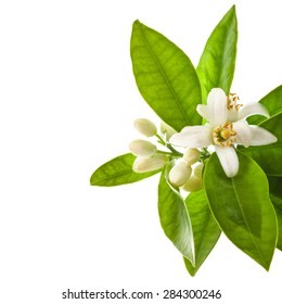 Orange tree flowers on a branch
 isolated on white background.