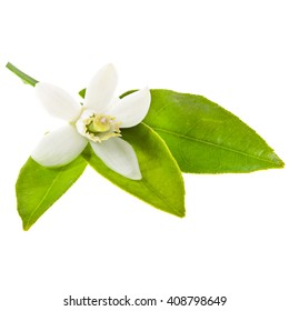 Orange tree flowers on a branch close-up
 isolated on white background - Shutterstock ID 408798649