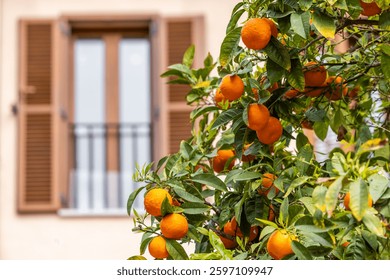 Orange tree in front of a mediterranean window, Majorca, Mallorca, Balearic Islands, Spain, Europe