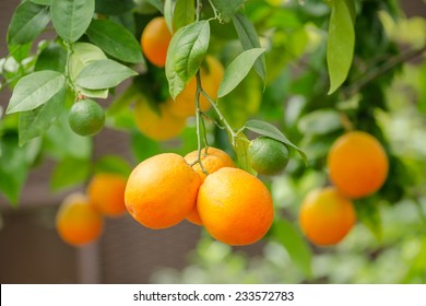 Orange Tree Fruits And Green Leaves In Farm