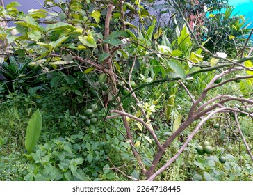 an orange tree in the garden that looks fruitful but not yet ripe - Shutterstock ID 2264718445