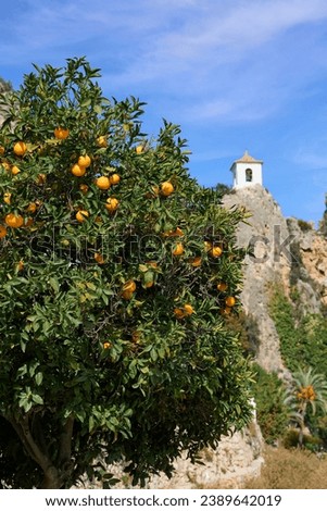 An orange tree hung with ripe fruits against the backdrop of a beautiful rock