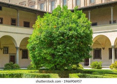  Orange Tree Inside Basilica Of San Lorenzo Garden In Firenze, Italy