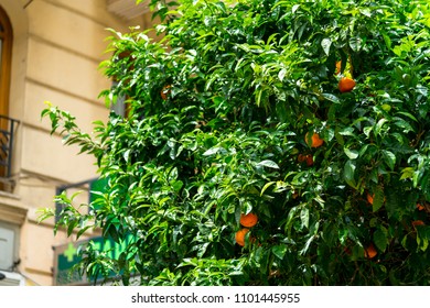 Orange Tree Inside The City. Valencia - Spain Landscape. 