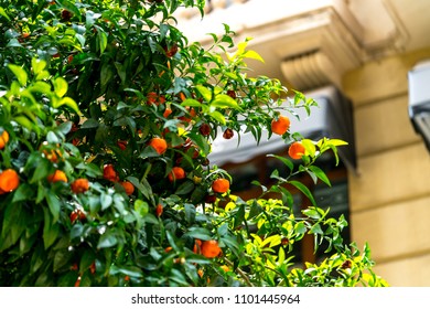 Orange Tree Inside The City. Valencia - Spain Landscape. 