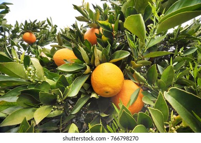 Orange Tree Inside The Farm At Swan Hill, Australia