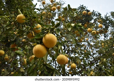 Orange Tree Inside Of A Rantal House In Cuernavaca