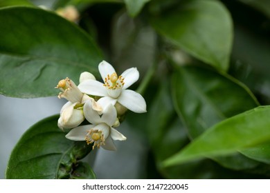 Orange Tree Leave And Blossom Of Orange Flowers