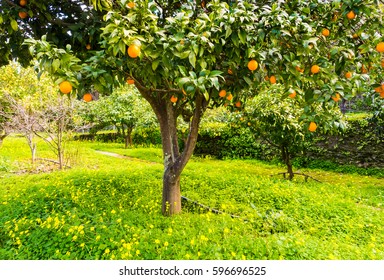 Young Orange Tree Images Stock Photos Vectors Shutterstock