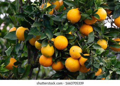 Orange tree with many sweet organic yellow citrus fruits ready for harvest