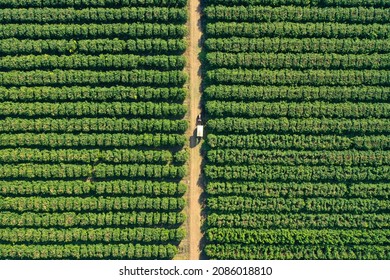 Orange Tree Orchard With Ripe Fruit Ready For Picking, Aerial View.