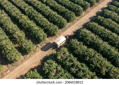 Orange Tree Orchard With Ripe Fruit Ready For Picking, Aerial View.