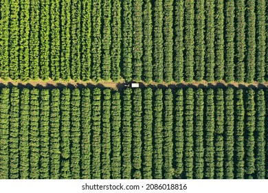 Orange Tree Orchard With Ripe Fruit Ready For Picking, Aerial View.