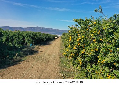 Orange Tree Orchard With Ripe Fruit Ready For Picking, Aerial View.