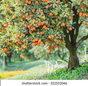 Orange - Orange tree Orange Park 