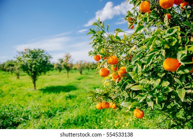 Orange - Orange tree Orange Park - Shutterstock ID 554533138