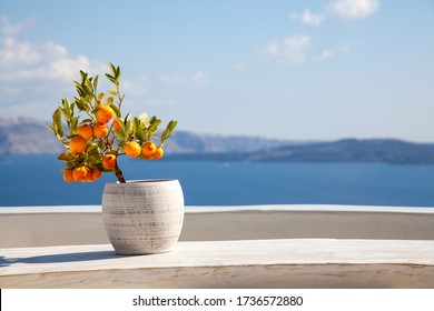 orange tree in a pot blue sea in background