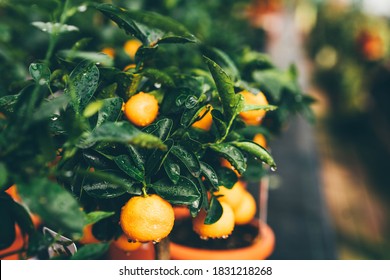 Orange Tree In Pot. Miniature Citrus Tree In A Flower Shop. 