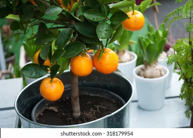 Orange Tree In A Pot For Terrace