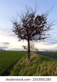 Orange Tree Roadside and Fields 