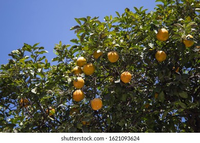 Orange Tree In Tarija Bolivia