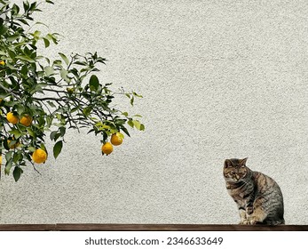 猫　みかん　公園　木　壁　散歩　cat orange tree wall take a walk