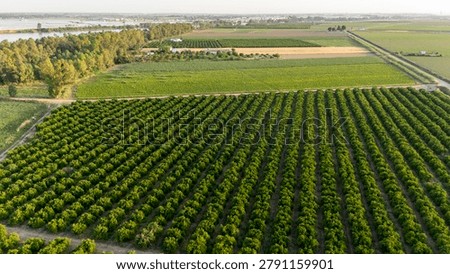 Orange trees aligning in rows, forming an extensive plantation in the Andalusian countryside. Representing agriculture and prosperity