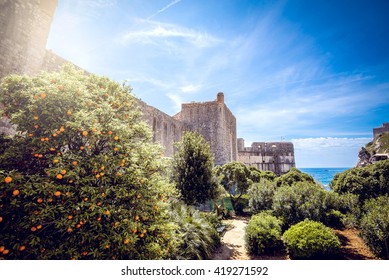 Orange Trees At Dubrovnik City Gardens Near Main Entrance Gate. Croatia.