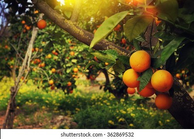 orange trees in the garden