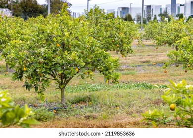 Orange Trees Grow On A Citrus Farm In Florida