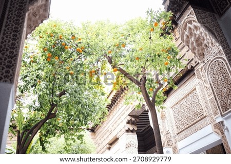 Orange trees laden with fruit create a vibrant scene in a beautifully courtyard of Dar El Bacha Museum in Marrakech, Morocco, surrounded by ornate architecture and lush greenery