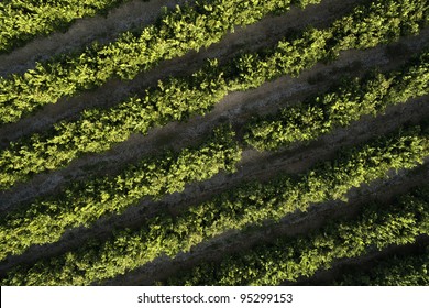 orange trees plantation aerial view - Powered by Shutterstock