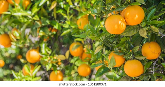 orange trees plantations - Shutterstock ID 1361280371