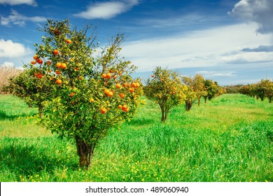 orange trees plantations - Shutterstock ID 489060940