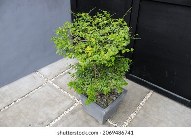 Orange Trees In Pots That Are Over 20 Years Old, Aged Tree