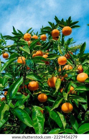  Orange trees with ripe fruits 