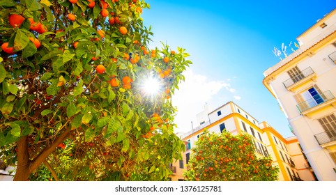 Orange Trees In Valencia, Spain