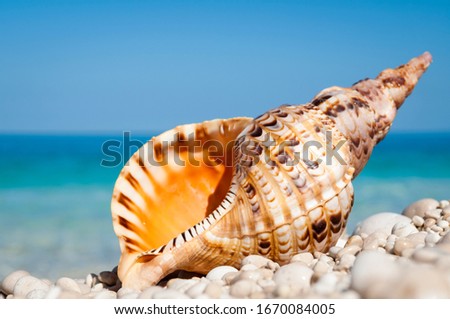 Orange triton shell with strong tiger markings standing upright on bright smooth pebble Mediterranean beach