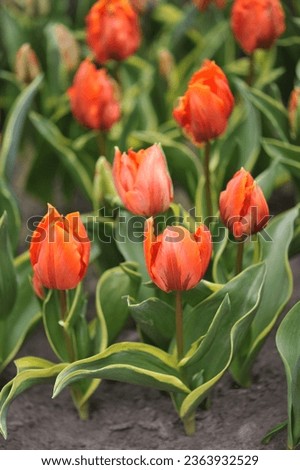 Orange Triumph tulips (Tulipa) Arjuna with variegated foliage bloom in a garden in April
