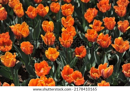 Orange Triumph tulips (Tulipa) Prinses Irene bloom in a garden in April