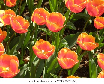 Orange Triumph Tulips (Tulipa) Sri Chinmoy Bloom In A Garden In April