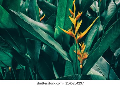 Orange Tropical Exotic Flowers Blooming On Lush Leaf In Rainforest 