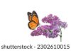 monarch butterfly flower isolated
