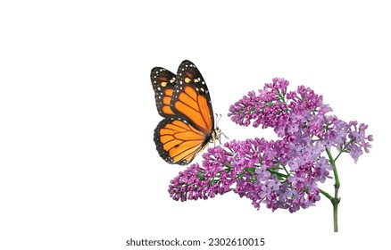 orange tropical monarch butterfly on purple lilac flowers in dew drops isolated on white. 
