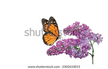 orange tropical monarch butterfly on purple lilac flowers in dew drops isolated on white. 
