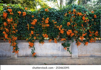 Orange Trumpet, Flame Flower, Fire-cracker Vine On The Wall