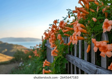 Orange trumpet vine flowers on wooden fence overlooking ocean