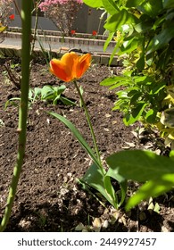 Orange tulip, Easter tulip isolated, springtime, flower, 

