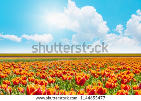 Orange tulip fields with bright blue sky