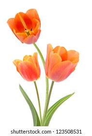 A orange tulip flower